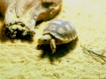 Baby-Riesenschildkröte