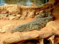 Ein großes Krokodil wie in 
natürlicher Umgebung