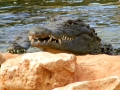 Ein hungriges Krokodil