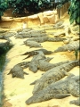 Viele Krokodile ruhen sich aus