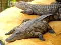 Zwei Krokodile auf einem Felsen